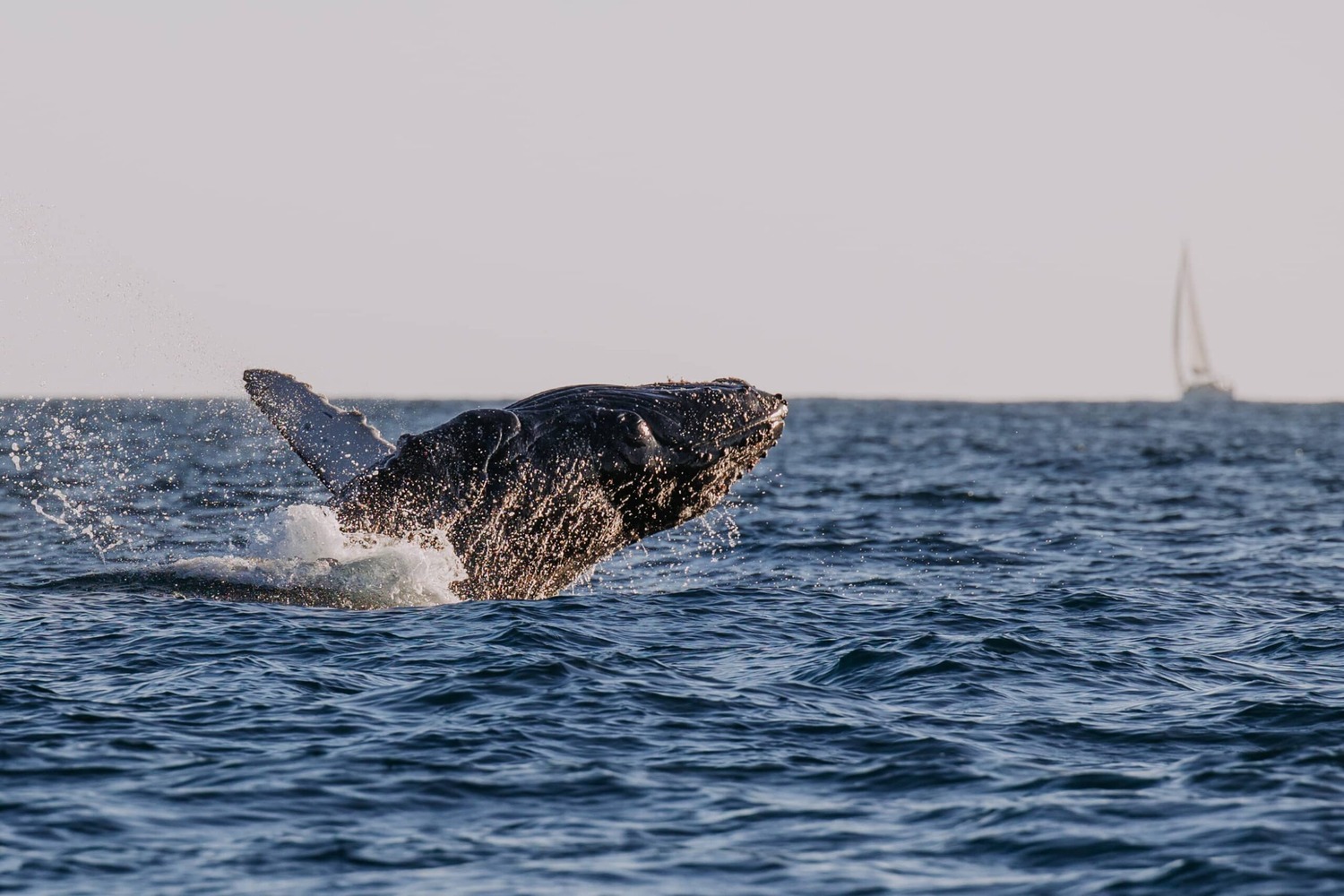 When Is Whale Season In Cabo San Lucas Humpback Whale